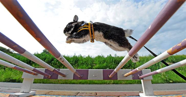 Rabbit Jumping Over Hurdle